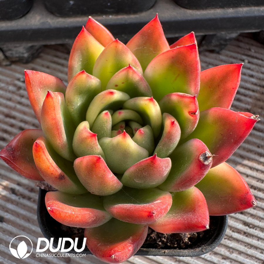 03680D55.jpg Echeveria Agavoides Painted Face Variegated - 画像 (1)
