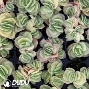 105pcs Graptosedum Rococo Seedlings｜多肉植物卸売｜DUDU Succulents