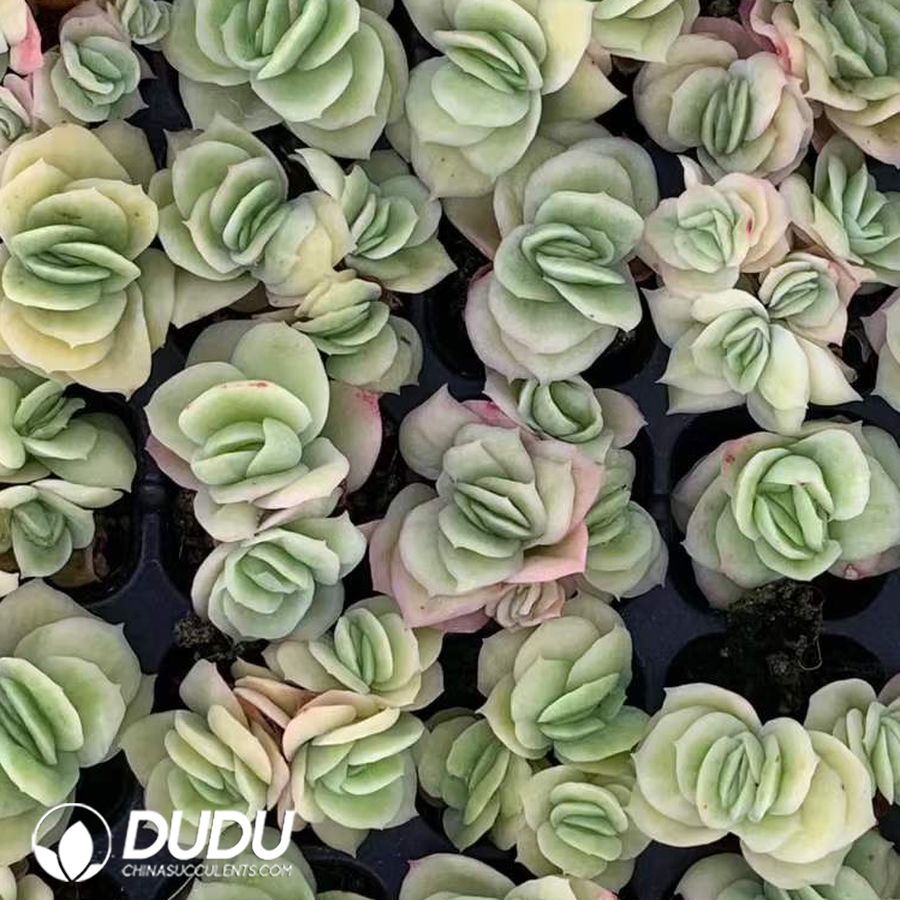 03769D30.jpg 105Pcs Echeveria Ice Rose Seedlings - 画像 (1)