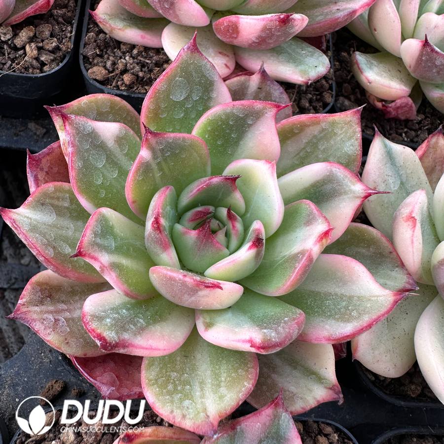 03904D90.jpg Echeveria Flamenco Variegated - 画像 (1)