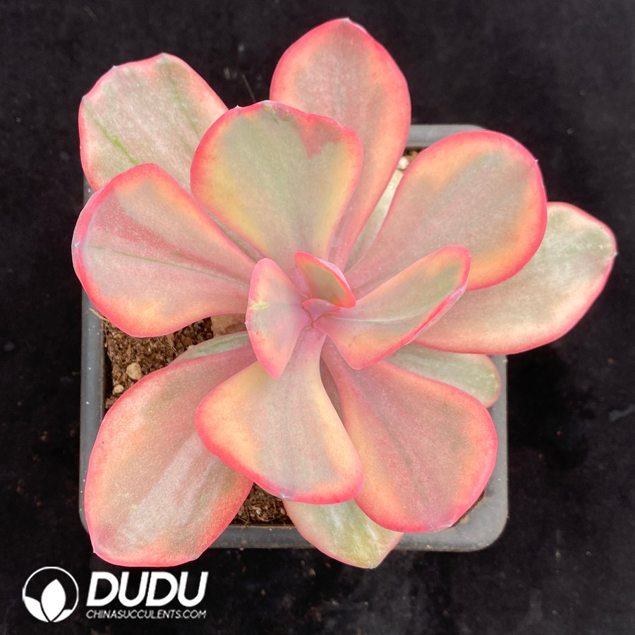 04120D90.jpg Echeveria Angel's Wing - 画像 (1)