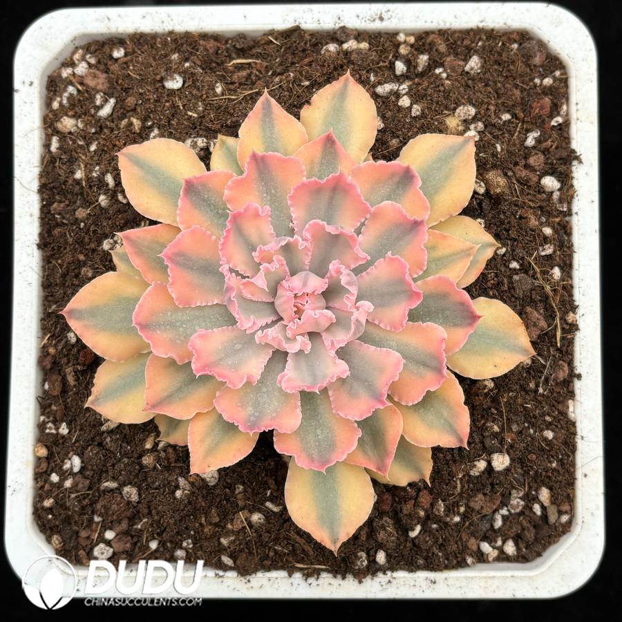 04281D180.jpg Echeveria Neon Breakers Variegated - 画像 (1)
