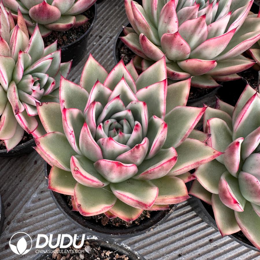 04440D90.jpg Echeveria Marilyn Variegated - 画像 (1)