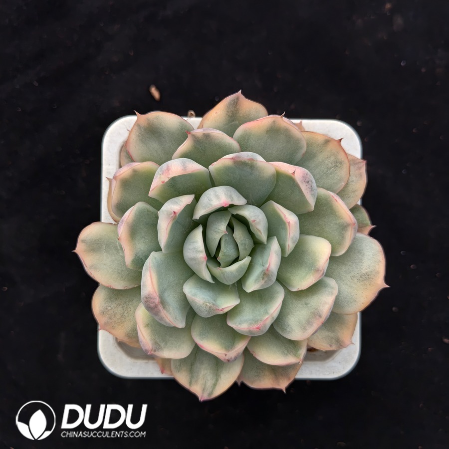 04714D100.jpg Echeveria Strawberry Cake Variegated - 画像 (1)