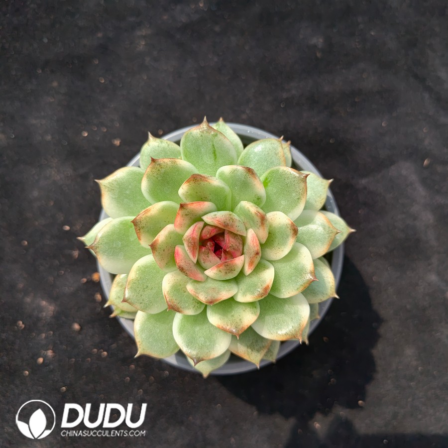 04723D90.jpg Echeveria Black Crystal Variegated - 画像 (1)