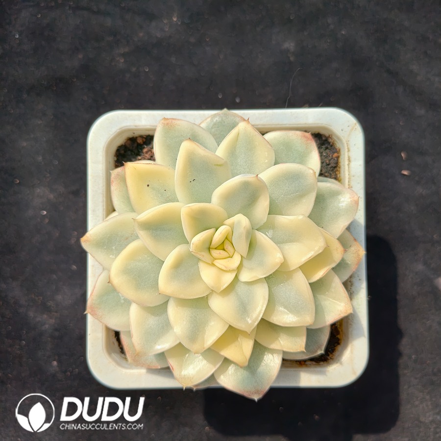 04727D100.jpg Echeveria Snow Mandarin Duck Variegated - 画像 (1)