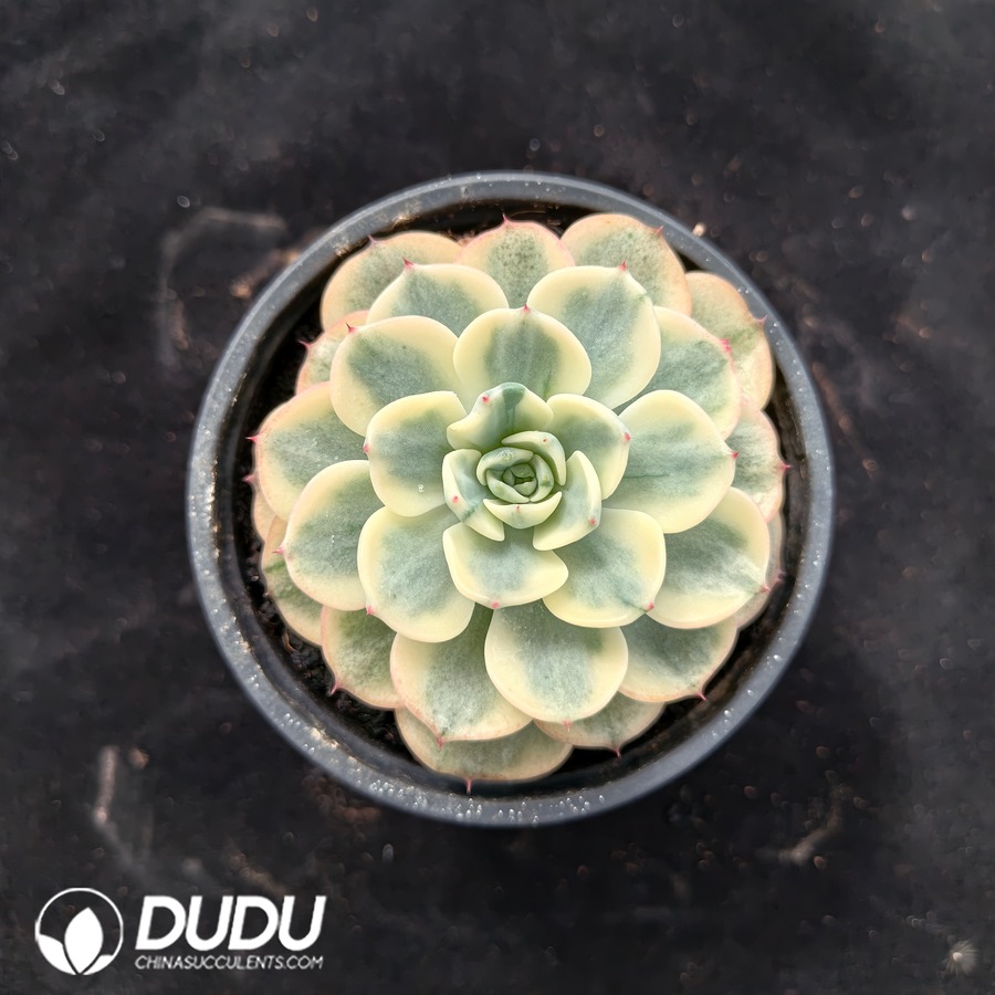 04733D90.jpg Echeveria Nana Little Hook Variegated - 画像 (1)