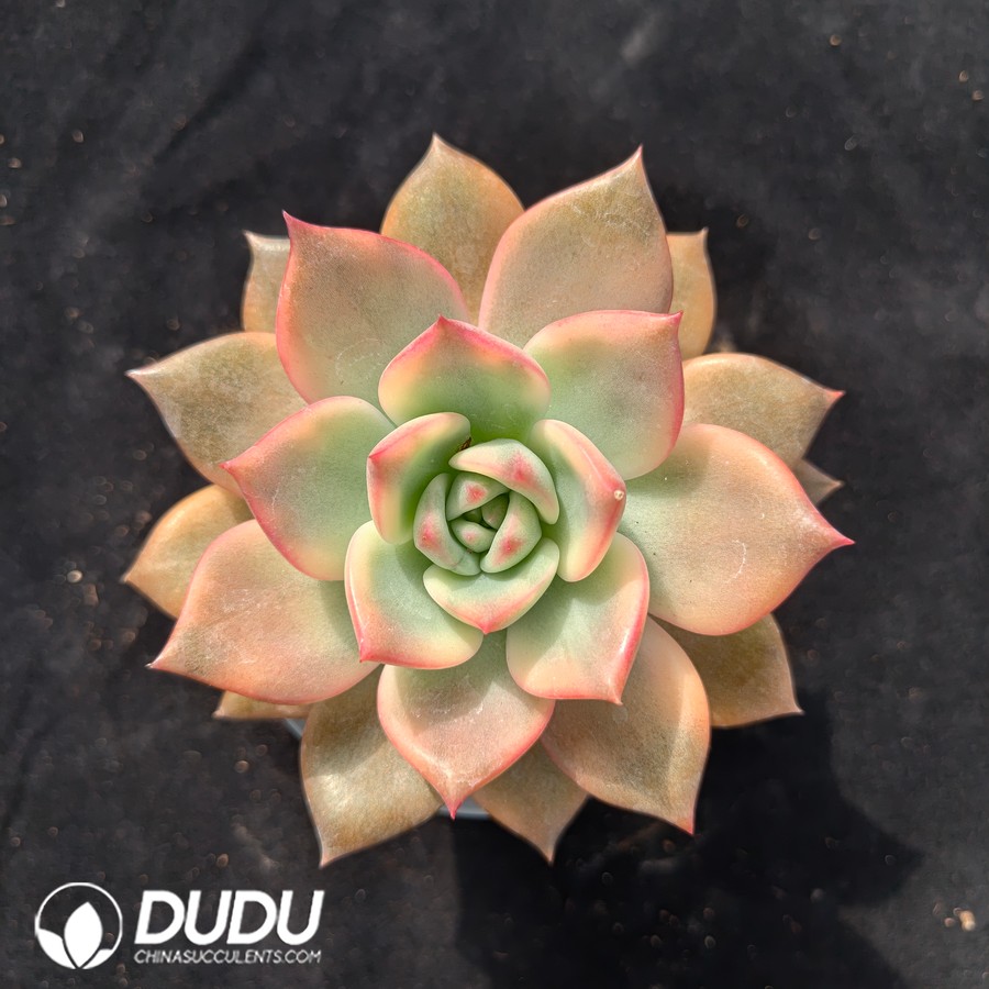 04738D100.jpg Echeveria Carmella Variegated - 画像 (1)