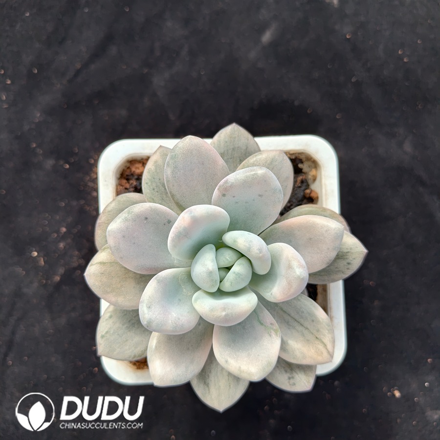 05370D100.jpg Graptoveria Opalina Monstrose Variegated - 画像 (1)