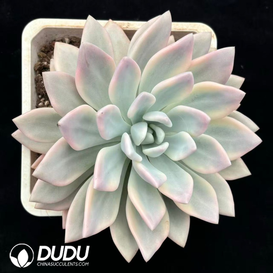 05375D180.jpg Graptoveria Opalina Variegated - 画像 (1)
