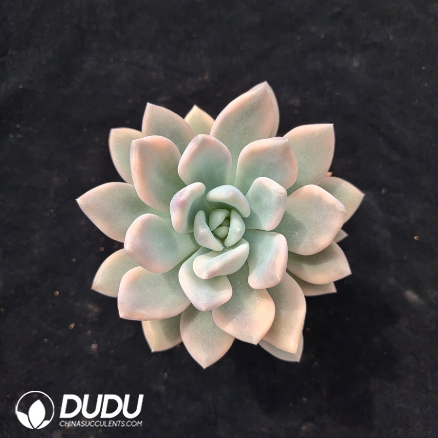 05392D100.jpg Graptoveria Opalina Variegated - 画像 (1)
