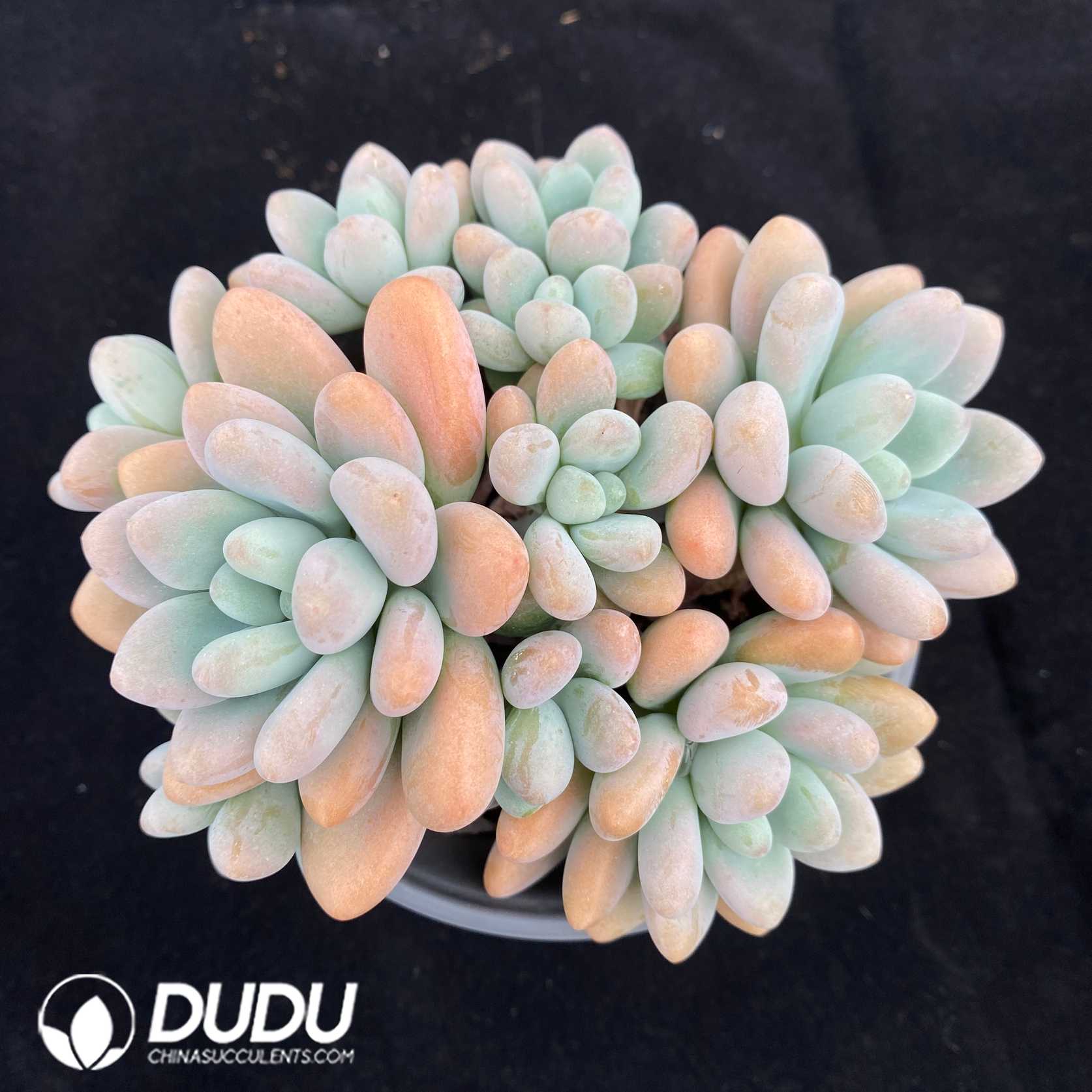 05440D120.jpg Graptopetalum Perfume Miul Cluster - 画像 (1)