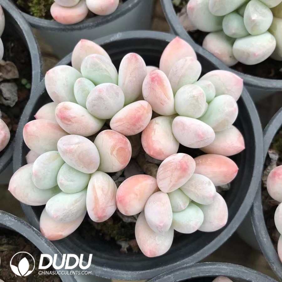 05451D90.jpg Graptopetalum New Perfume Clustering - 画像 (1)