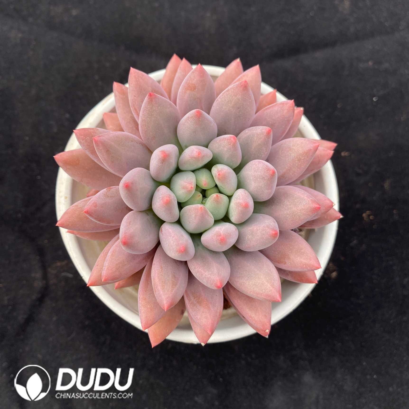 06688D110.jpg Pachyphytum Red Dragonfly - 画像 (1)