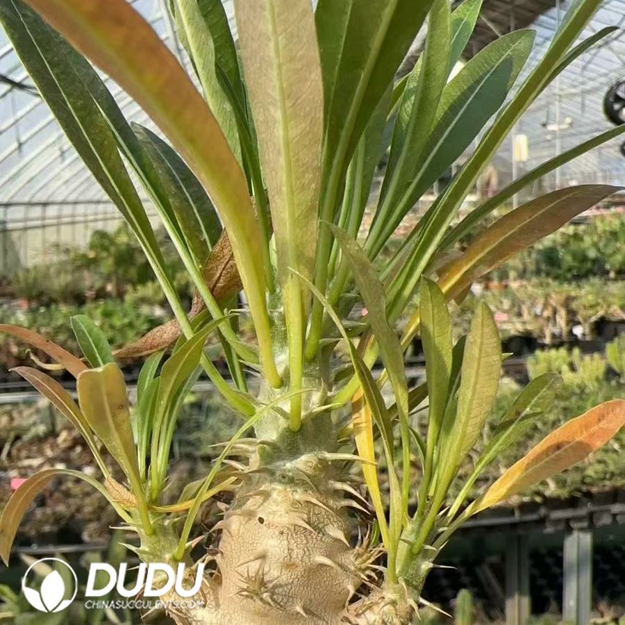 06923D80.jpg Pachypodium inopinatum - 画像 (1)