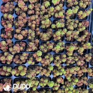 105pcs Echeveria Dark Ice Seedlings｜多肉植物卸売｜DUDU Succulents