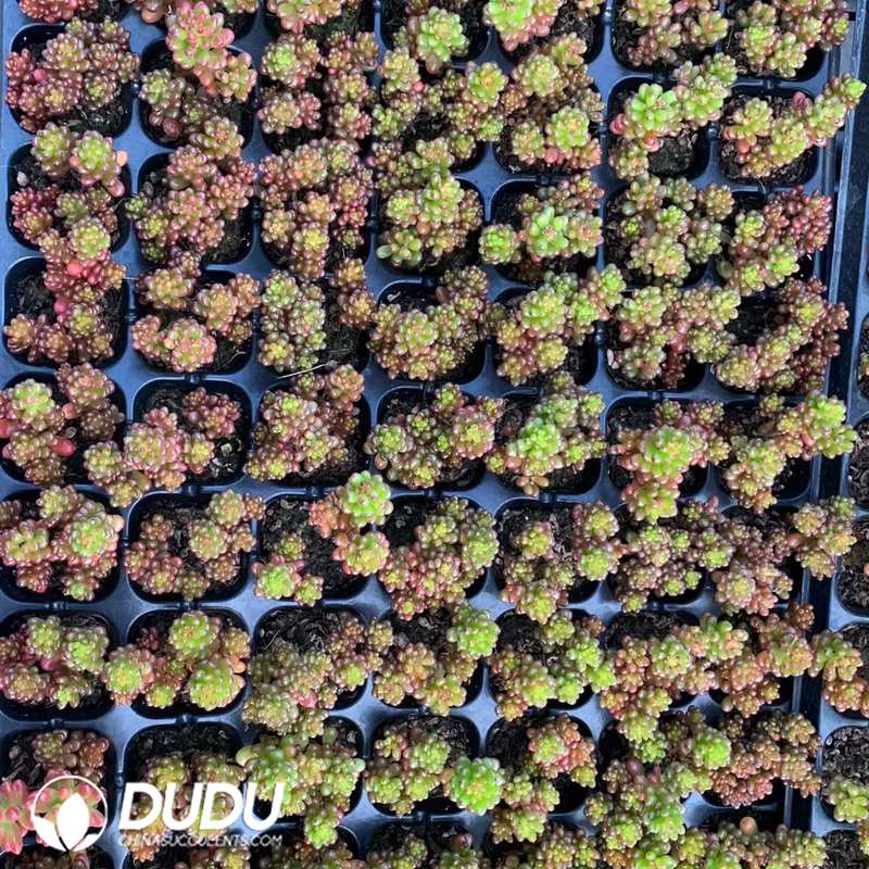 06963D30.jpg 105Pcs Sedum Berry Seedlings - 画像 (1)