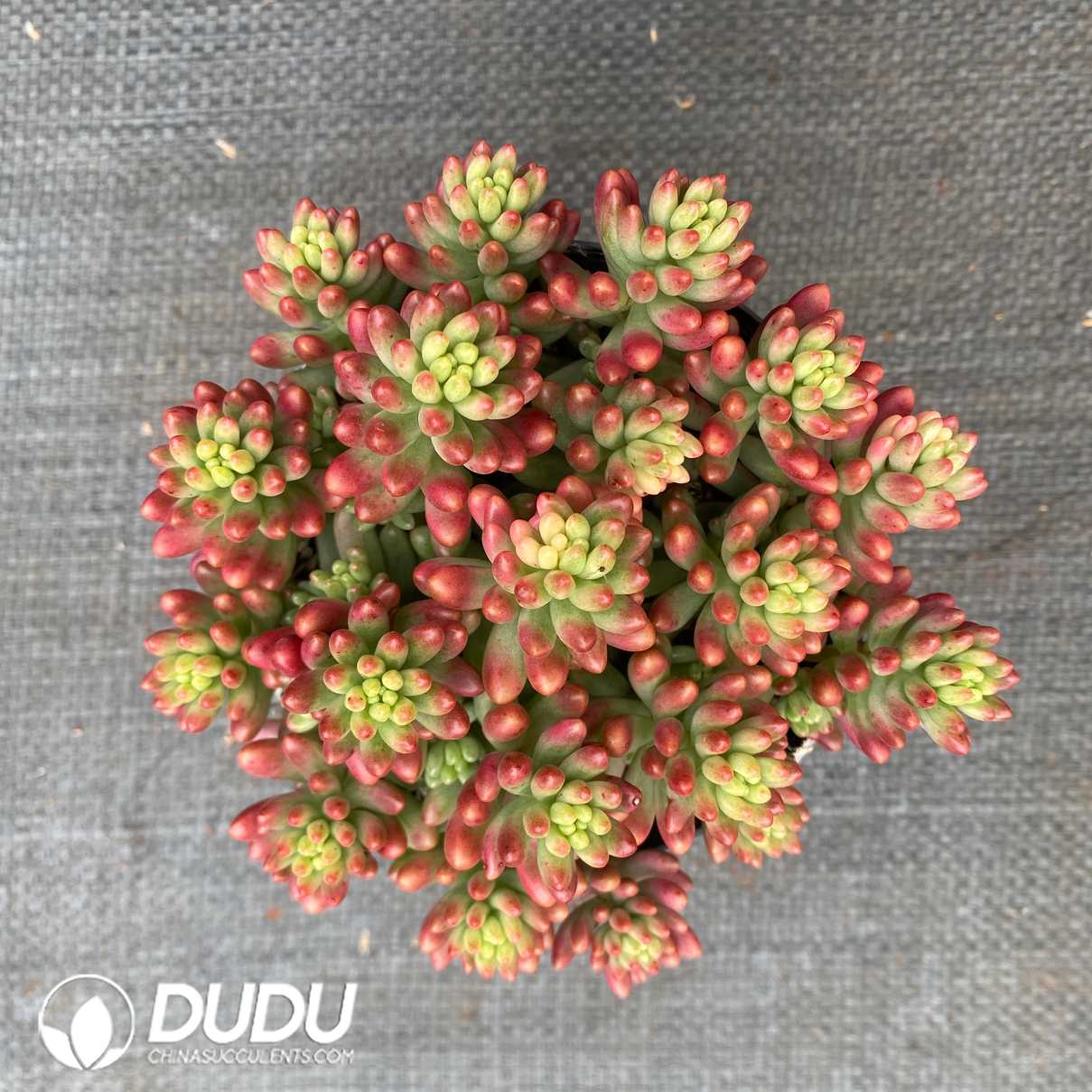 06979D120.jpg Sedum rubrotinctum Aurora - 画像 (1)