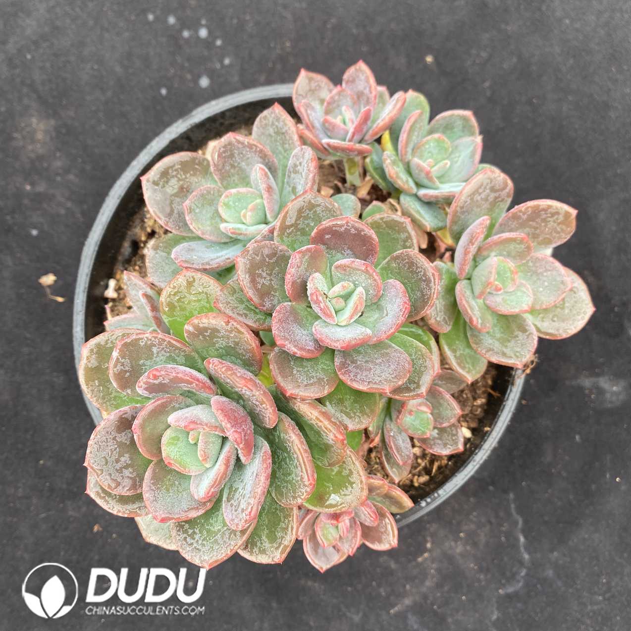 07855D160.jpg Echeveria Small Leaves Truffle Clustering - 画像 (1)