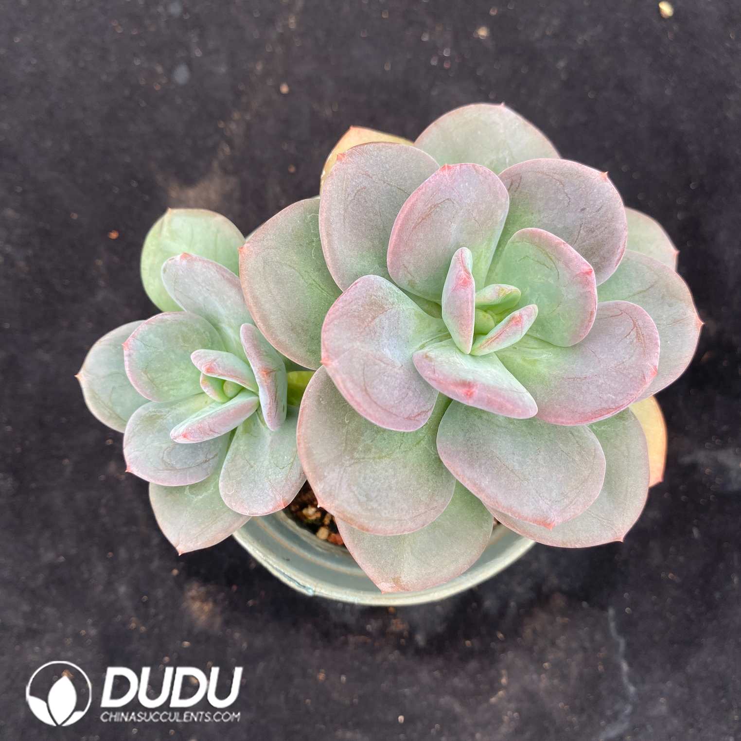 07862D120.jpg Echeveria Truffle (Random Single or Double Heads) - 画像 (1)
