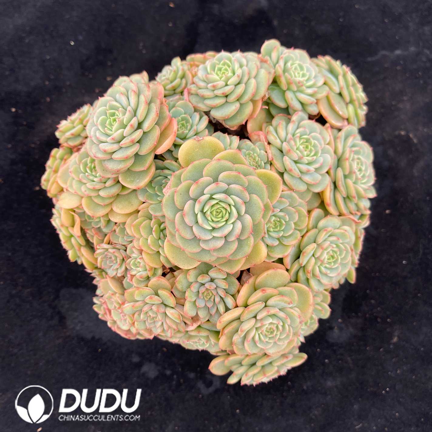 07882D125.jpg Echeveria Candy Baby Clustering - 画像 (1)
