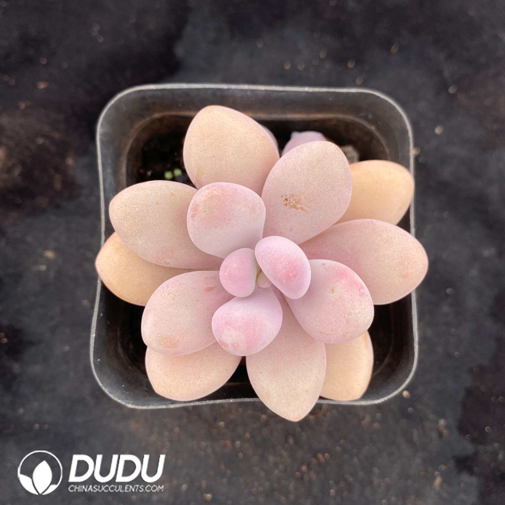 07891D70.jpg Graptopetalum Amethystinum - 画像 (1)