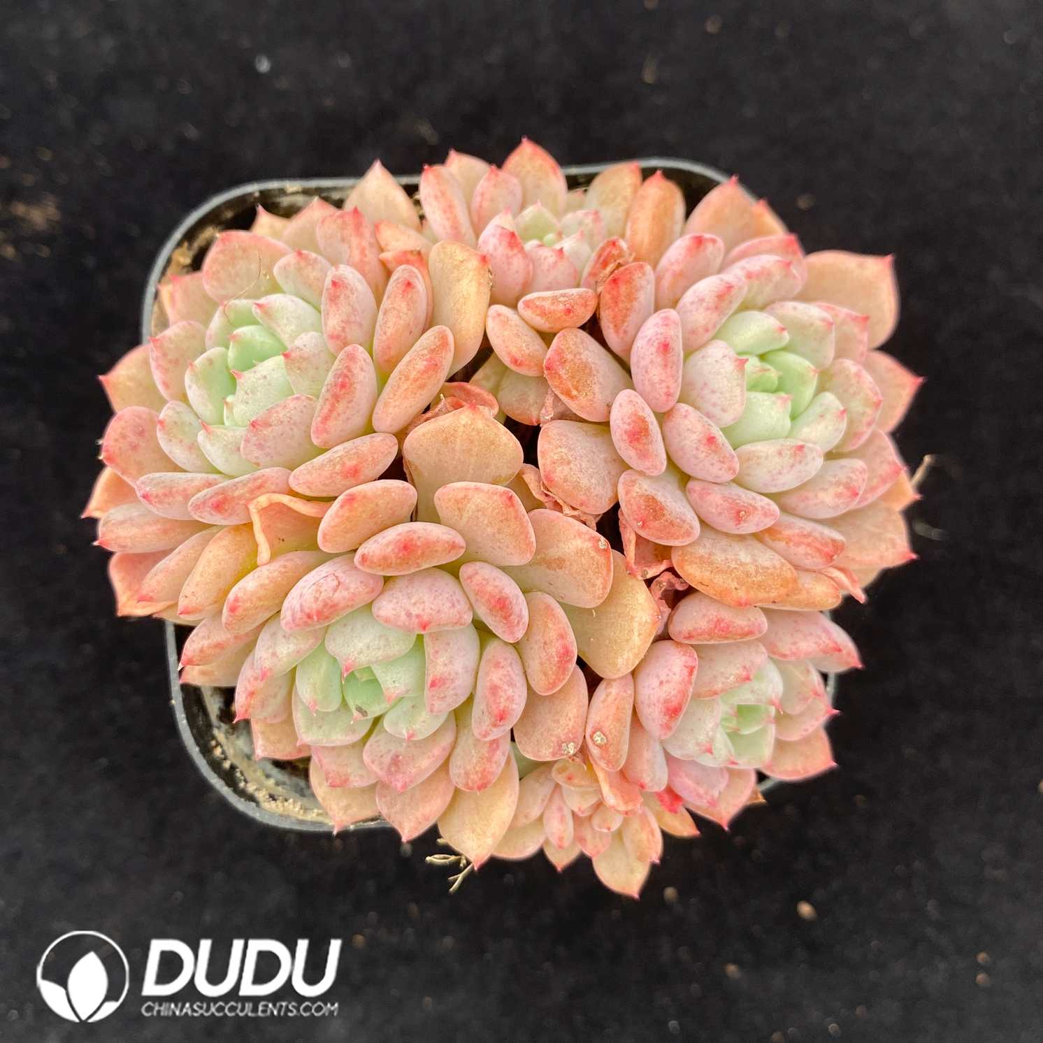 07894D55.jpg Echeveria Red Sleeve Lady - 画像 (1)