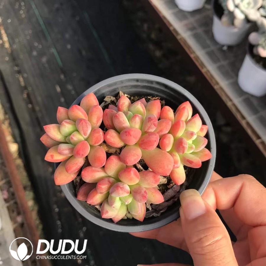 07969D90.jpg Pachyphytum Rouge Beauty Clustering - 画像 (1)