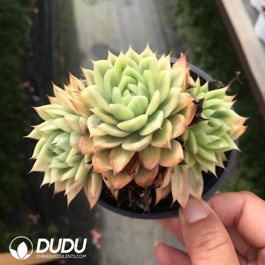 07970D90.jpg Echeveria Butterfly Flying Variegated Clustering - 画像 (1)