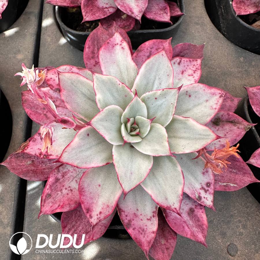 08109D90.jpg Echeveria Rome X Variegated - 画像 (1)