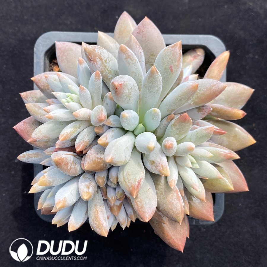 08431D140.jpg Pachyphytum Gothic Clustering - 画像 (1)