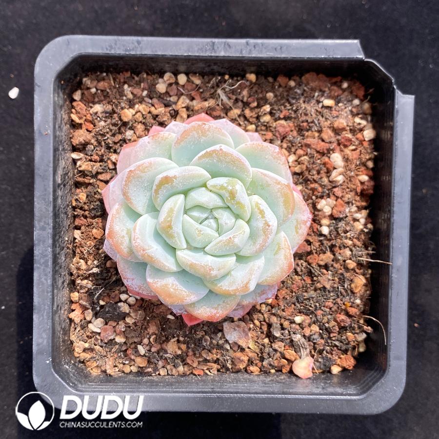 08432D140.jpg Echeveria Meng Ji - 画像 (1)