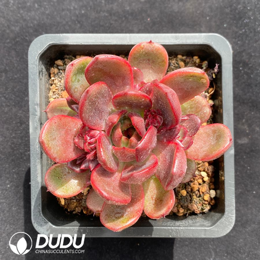 08438D140.jpg Echeveria Crape Myrtle - 画像 (1)