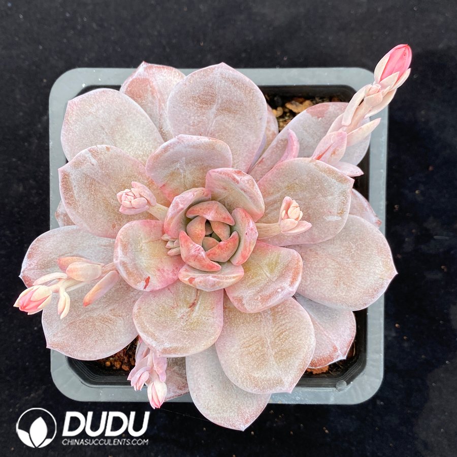 08439D140.jpg Echeveria German Champagne Monstrose - 画像 (1)