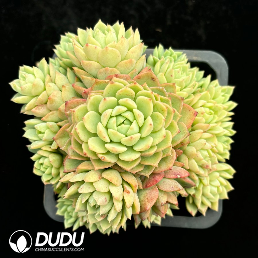 08452D140.jpg Echeveria Green Stone Clustering - 画像 (1)