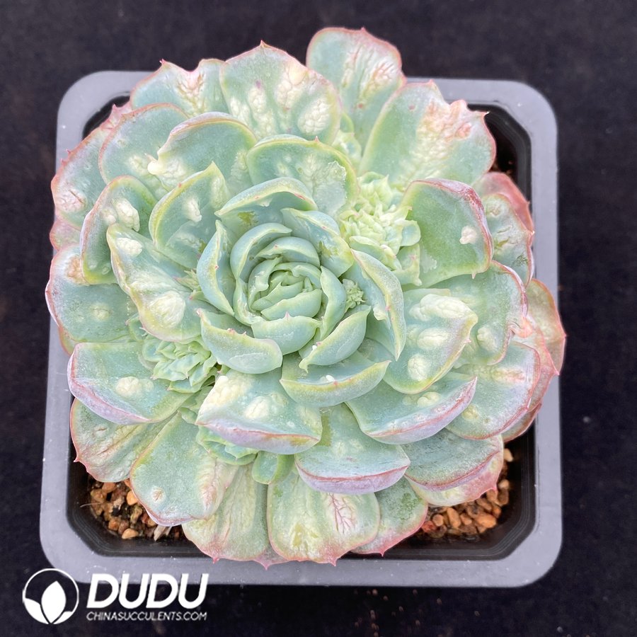 08463D140.jpg Echeveria Seersucker - 画像 (1)