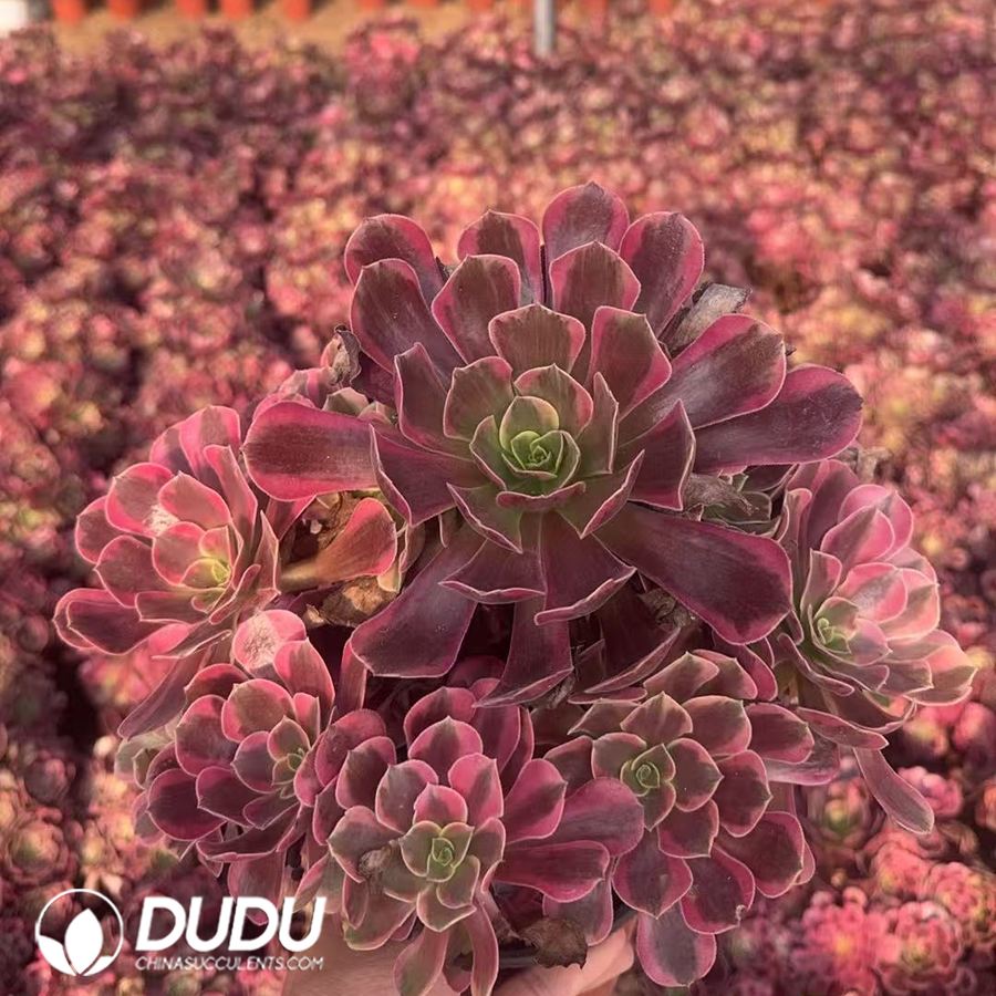 08626D200.jpg Aeonium Phoenix Coronet Variegated Clustering - 画像 (1)