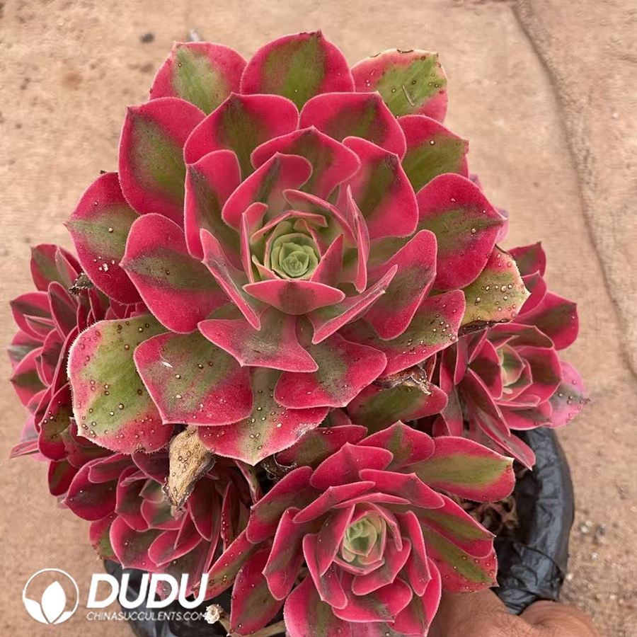 08635D250-1.jpg Aeonium Banshee Clustering - 画像 (1)