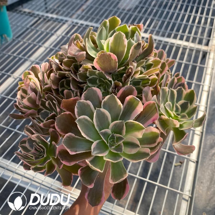 08644D250.jpg Aeonium Queen Clustering - 画像 (1)
