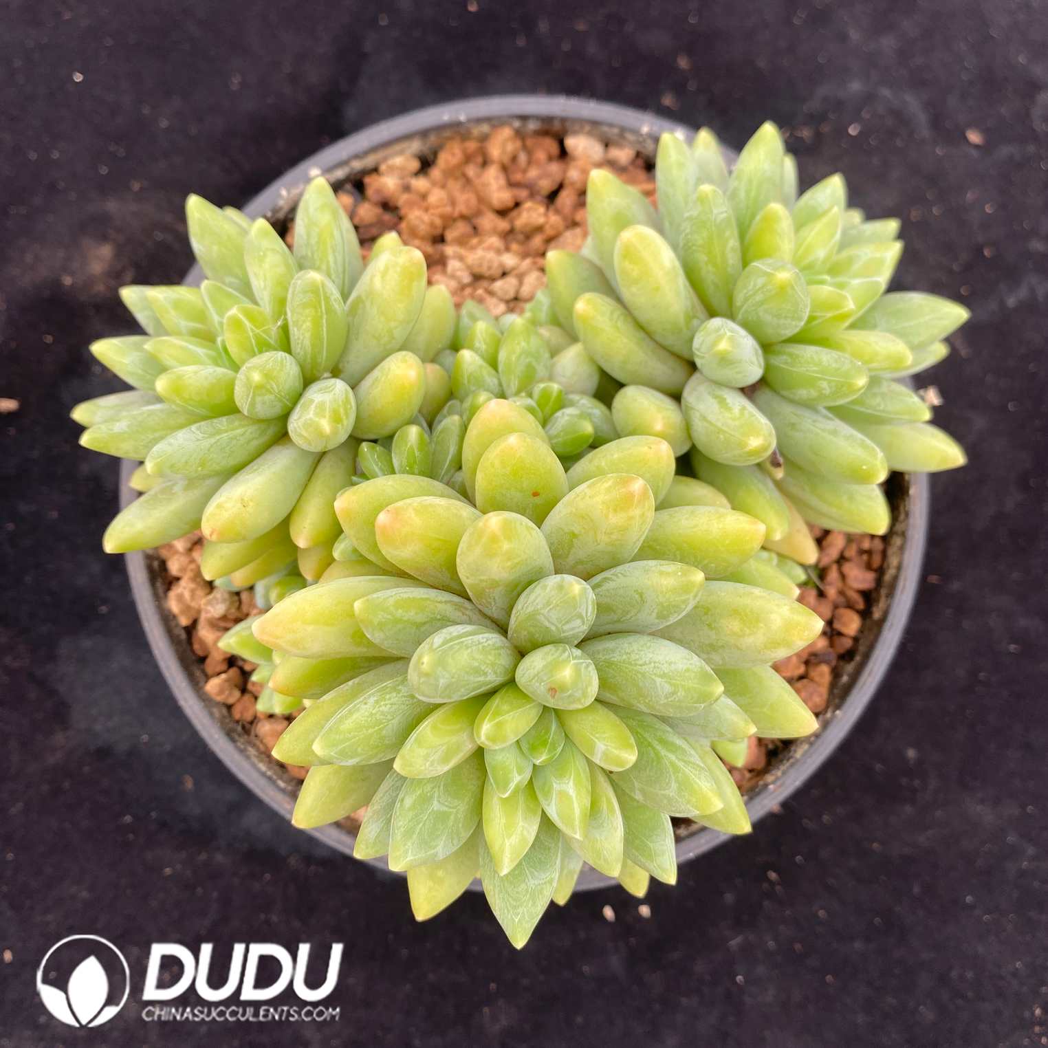 08735D160.jpg Echeveria Adistoto Clustering - 画像 (1)