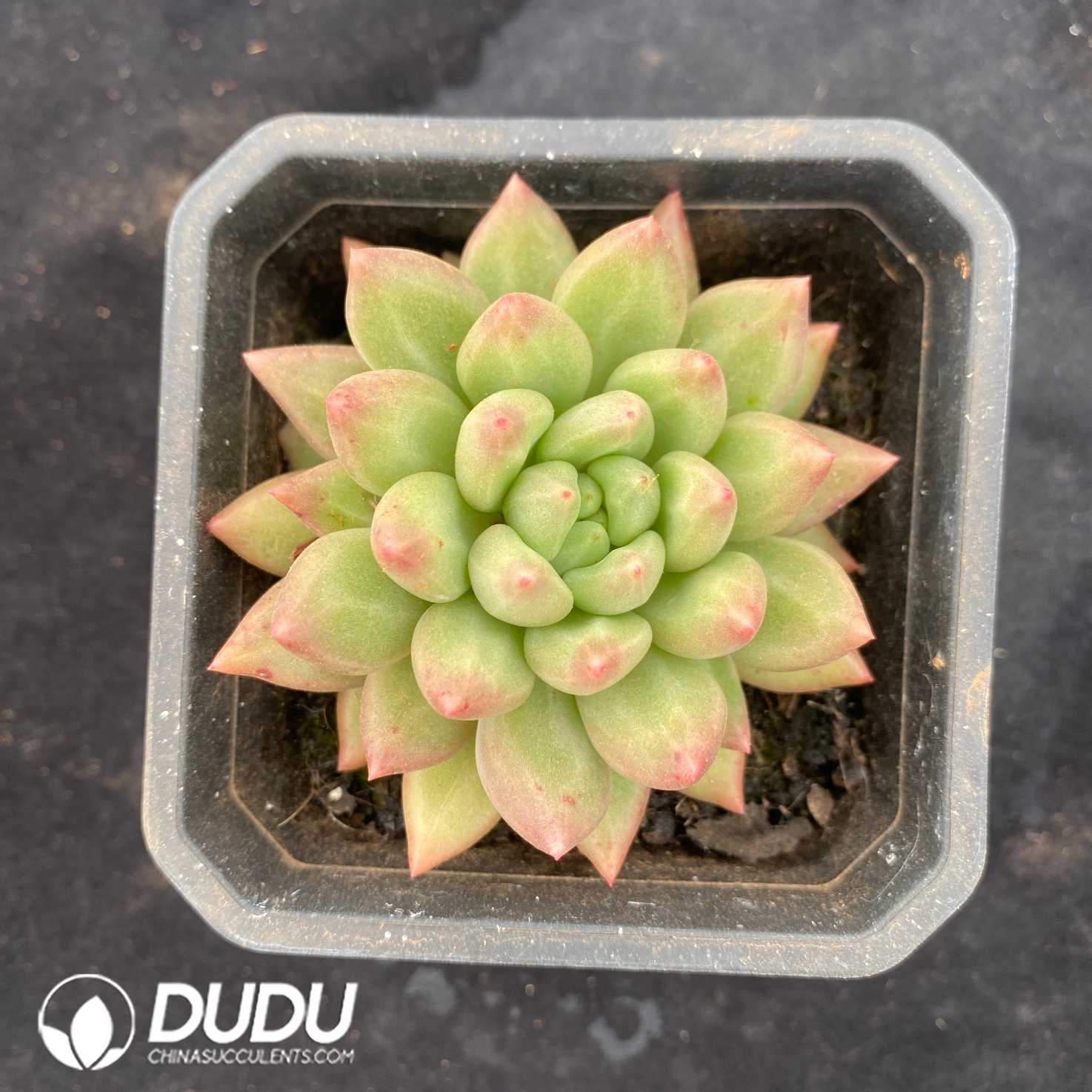 08737D90.jpg Echeveria Michelin - 画像 (1)