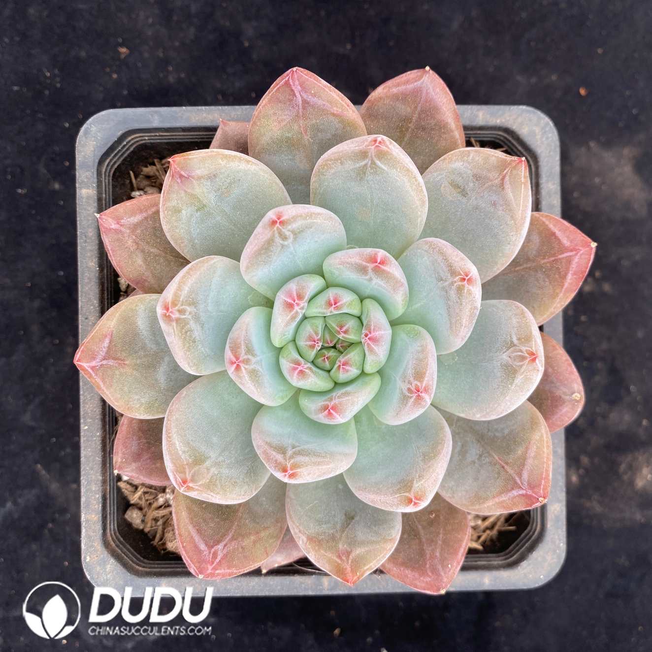 08738D140.jpg Echeveria Sugar diamond - 画像 (1)