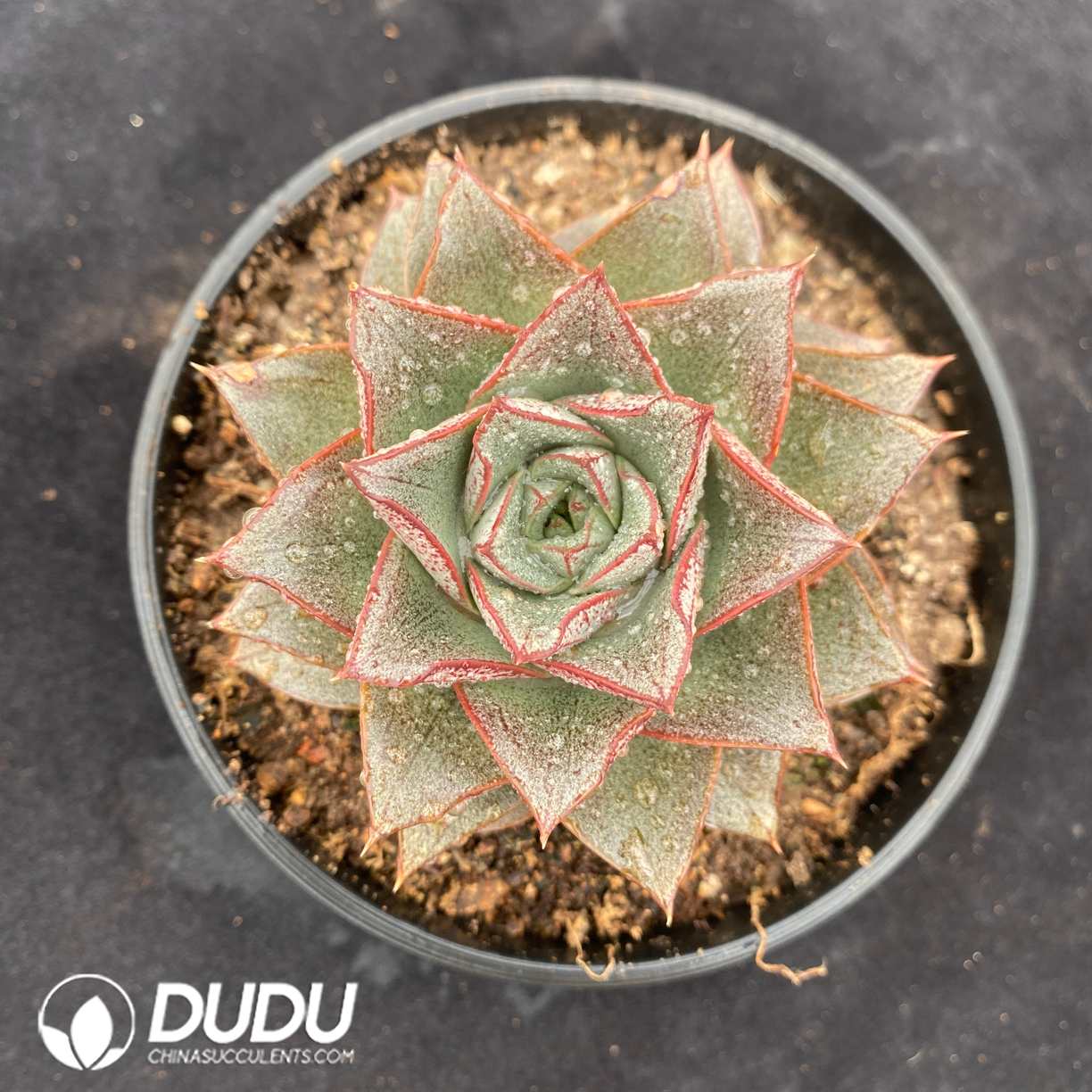 08739D160.jpg Echeveria Purpusorum - 画像 (1)
