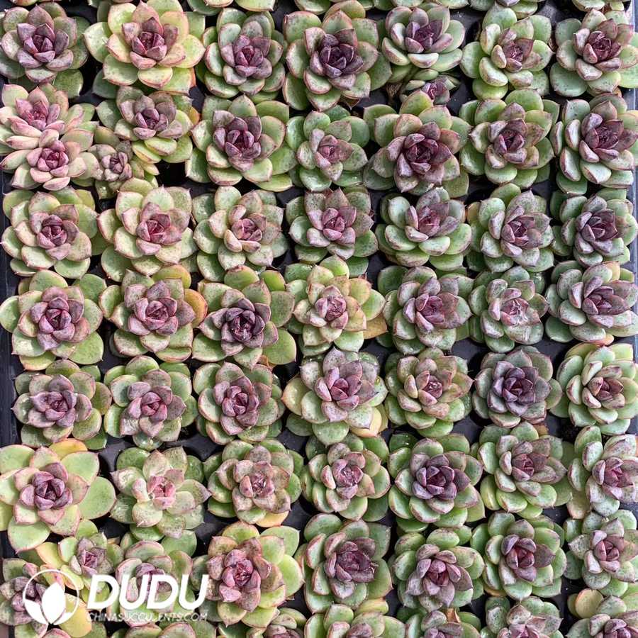 08851D30.jpg 105pcs Echeveria Black Crystal Seedlings - 画像 (1)