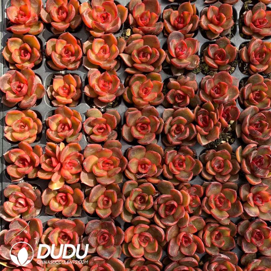 08854D30.jpg 105pcs Echeveria Red Lantern Seedlings - 画像 (1)