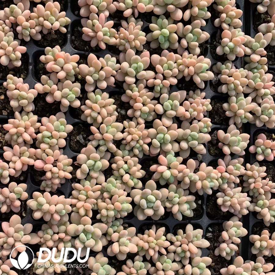 08861D30.jpg 105pcs Echeveria Cream Luoshen Seedlings - 画像 (1)