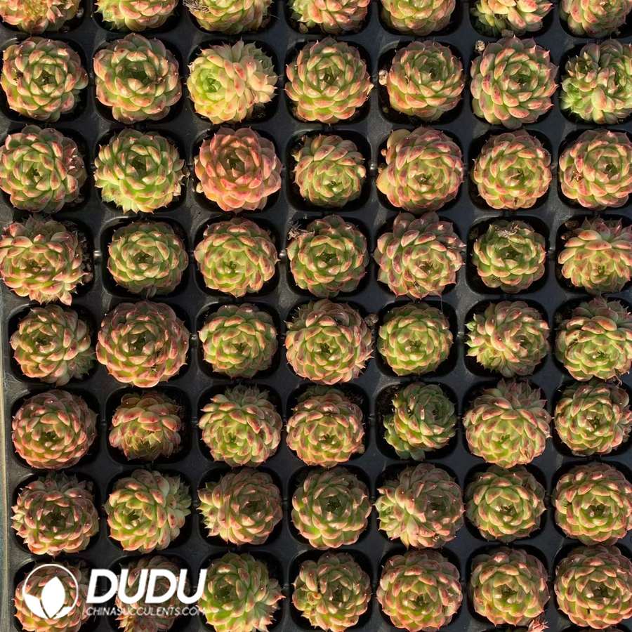 08862D30.jpg 105pcs Echeveria Congxia Seedlings - 画像 (1)