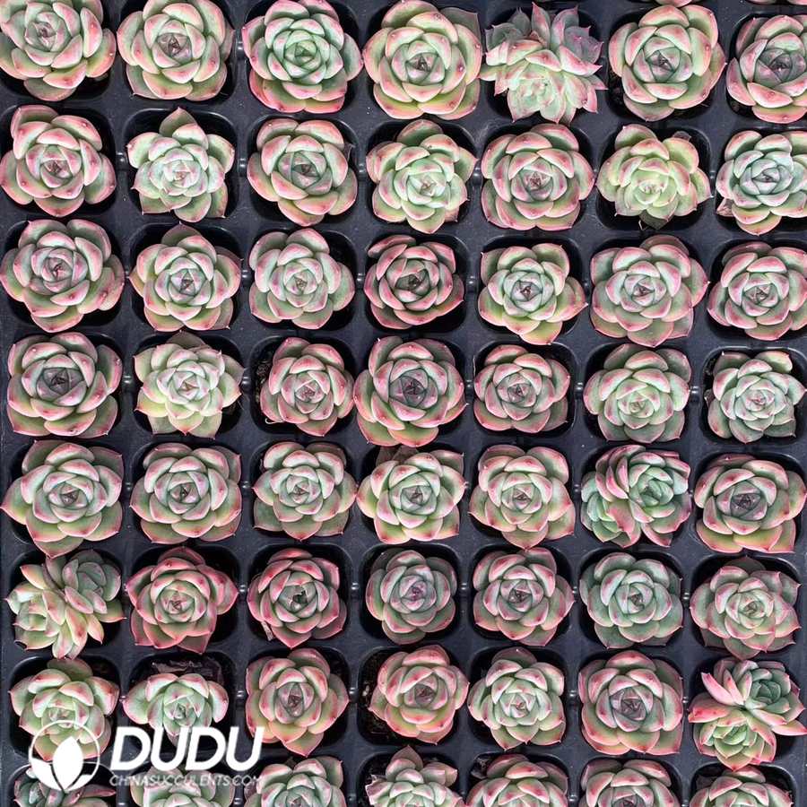 08876D30.jpg 105pcs Echeveria Crystal Rose Seedlings - 画像 (1)