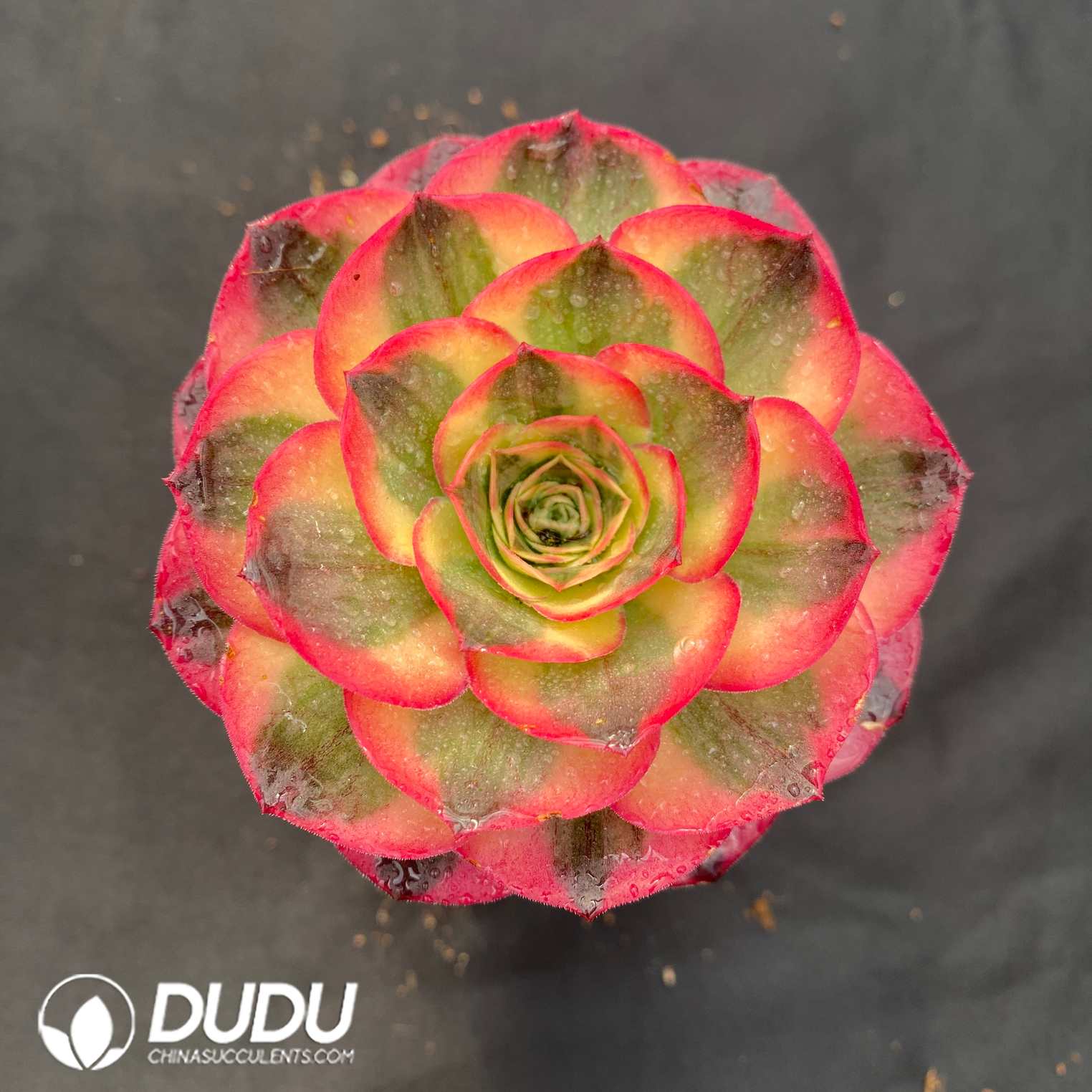 09339D120.jpg Aeonium As one wishes - 画像 (1)