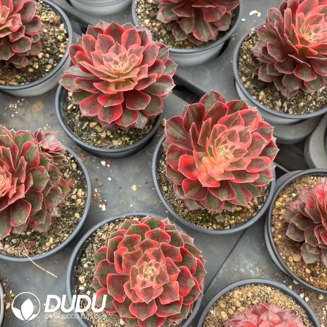 09346D120.jpg Aeonium Lafite Queen - 画像 (1)